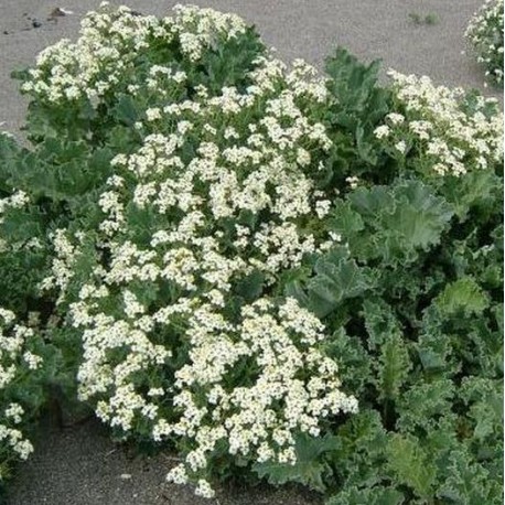 Crambe maritima