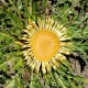 Carlina acanthifolia