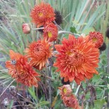 Chrysanthemum 'Paul Boissier'