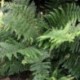 Polystichum setiferum 'Dahlem'