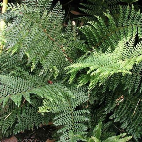 Polystichum setiferum 'Dahlem'