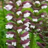 Acanthus hungaricus 'White Lips'