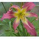 Hemerocallis 'Funky Windmill'