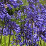 Agapanthus 'Purple Cloud'