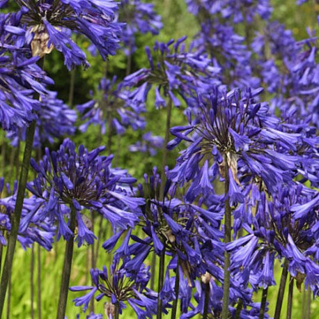 Agapanthus 'Purple Clouds'