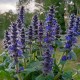 Ajuga genevensis