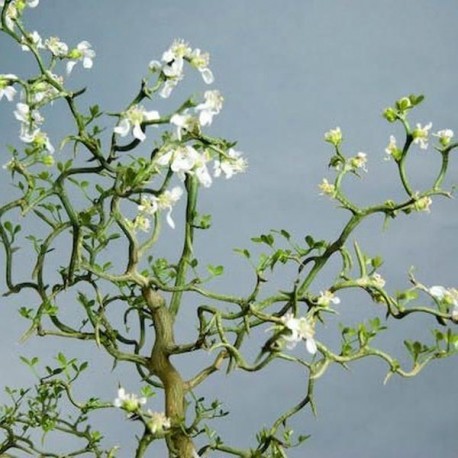 Poncirus trifoliata 'Flying Dragon'