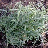 Ophiopogon chingii - (Asparagacées)