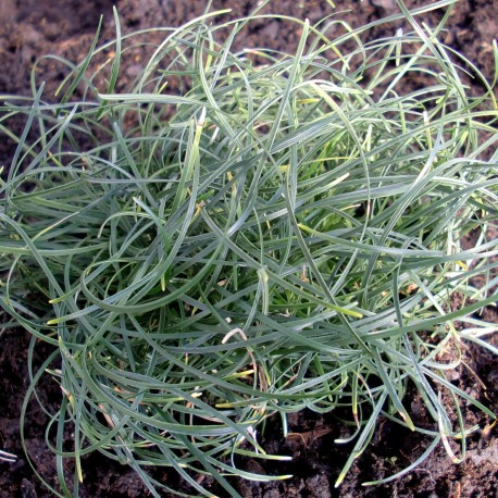 Ophiopogon chingii - (Asparagacées)
