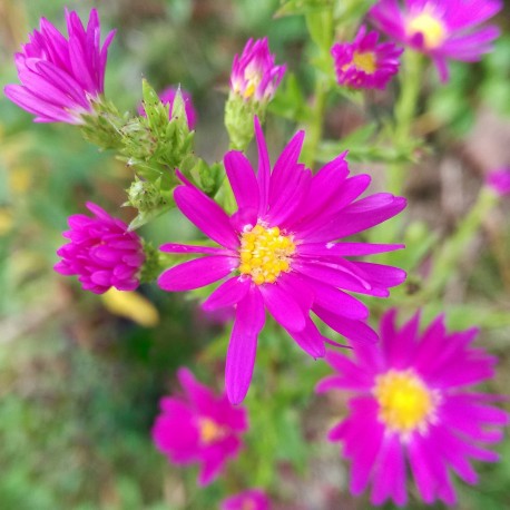 Aster hybr 'Carmen'