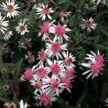 Aster laterifolius 'Lady in Black'