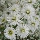 Aster pringlei 'Monte Cassino' double