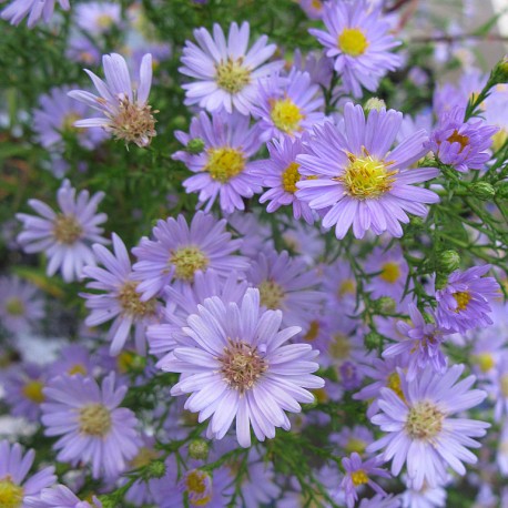 Aster pringlei 'Blue Butterfly'