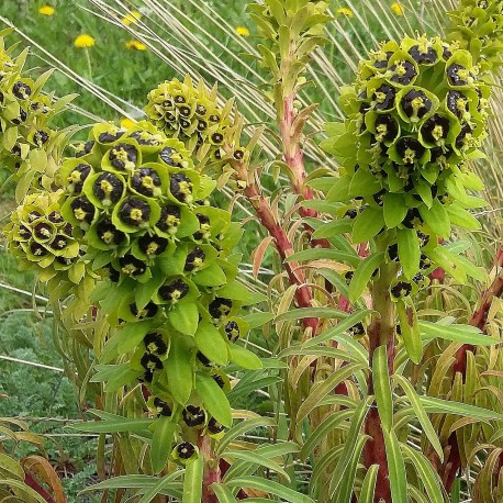 Euphorbia characias 'Black Pearl'