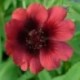 Potentilla atrosanguinea