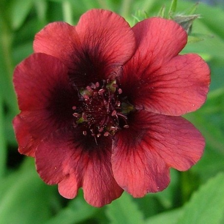 Potentilla atrosanguinea