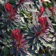 Euphorbia x martinii 'Ruby Glow'