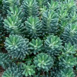 Euphorbia characias ssp characias