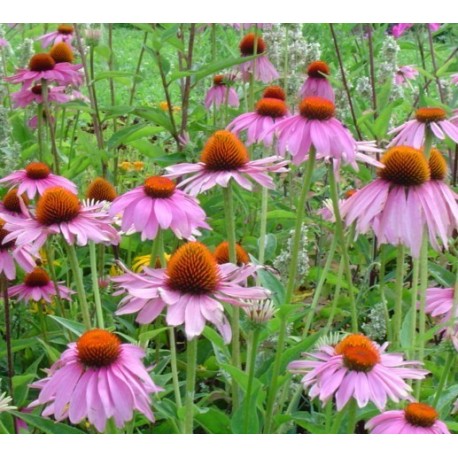 Echinacea purpurea