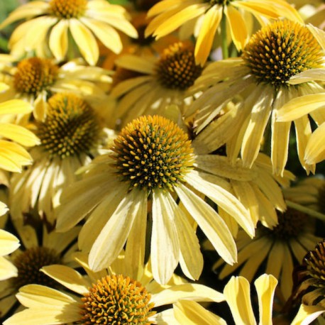 Echinacea purpurea 'Mac'n Cheese'