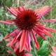 Echinacea purpurea 'Hot Summer'