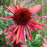 Echinacea purpurea 'Hot Summer'