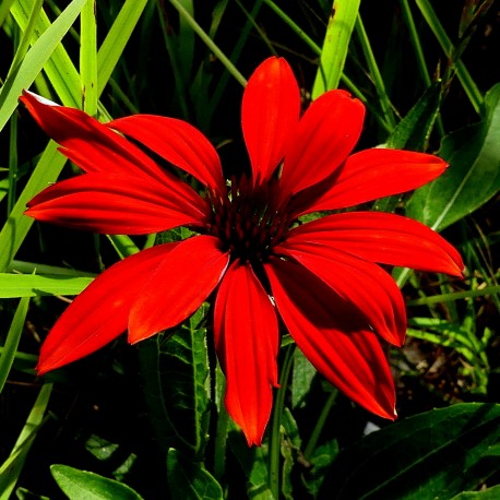 Echinacea purpurea 'Coup de Foudre'