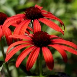 Echinacea purpurea 'Tomato Soup'