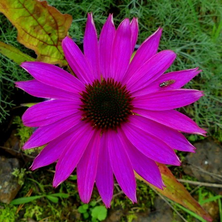 Echinacea purpurea 'Byzance'