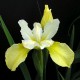 Iris sibirica 'Butter and Sugar'