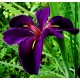 Iris louisiana 'Black Gamecock'
