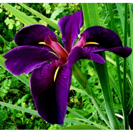 Iris louisiana 'Black Gamecock'