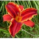 Hemerocallis 'Oriental Ruby'