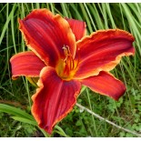 Hemerocallis 'Oriental Ruby'