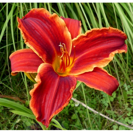 Hemerocallis 'Oriental Ruby'