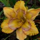 Hemerocallis 'Sunflower Blues'