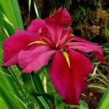 Iris louisiana 'Cherry Cup'