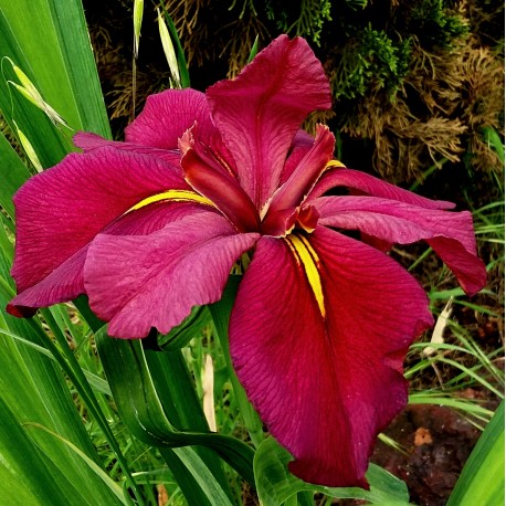 Iris louisiana 'Cherry Cup'