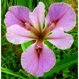 Iris louisiana 'Palace Rose'
