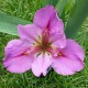 Iris louisiana 'Palace Rose'