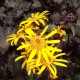 Ligularia 'Osiris Café Noir'