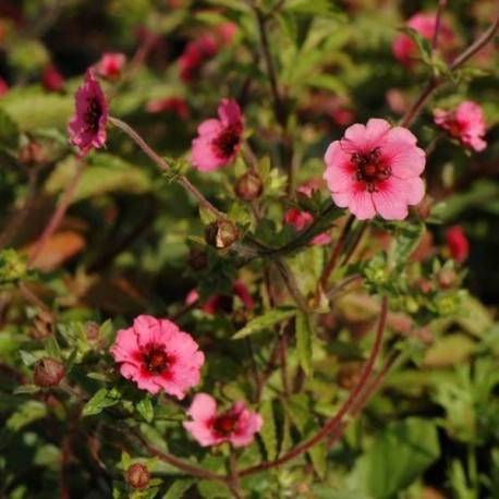 Potentilla nepalensis 'Miss Wilmott'