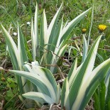 Iris pallida 'Variegata Alba'