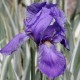 Iris pallida 'Variegata Alba'
