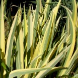 Iris pallida 'Aureo Variegata'