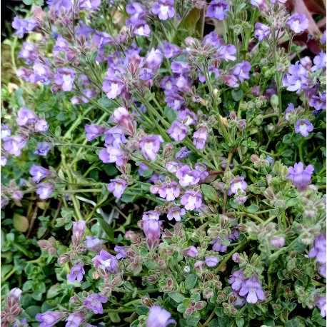 Chaenorhinum origanifolium