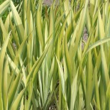 Iris pseudoacorus 'Variegata'