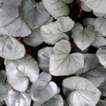 Cyclamen hederifolia 'Silver Cloud'