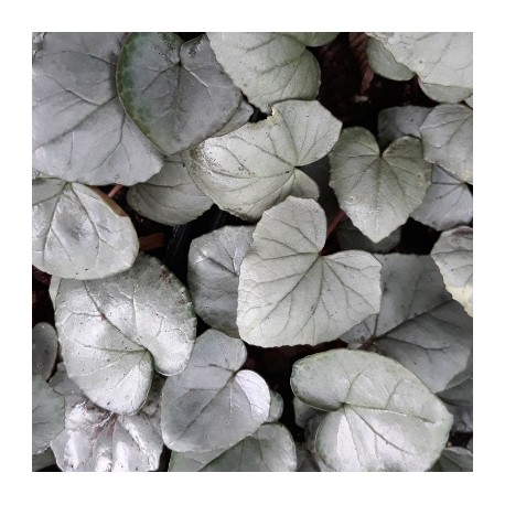 Cyclamen hederifolia 'Silver Cloud'
