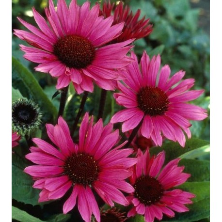 Echinacea purpurea 'Fatal Attraction'